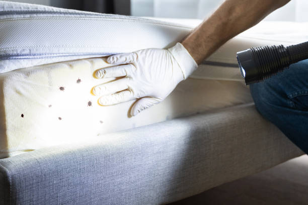 Best Flea Control Services  in Redfield, AR